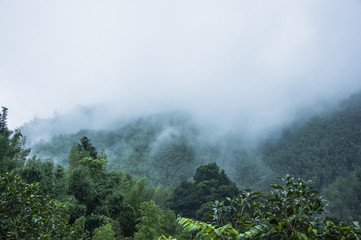 我是一只小小小小鸟的歌词 我是一只小小鸟赵传